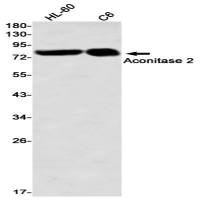 Aconitase 2 (DGR32075) Rabbit mAb