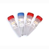 高保真DNA聚合酶 Hieff Canace® Gold High-Fidelity DNA Polymerase [可申请试用]