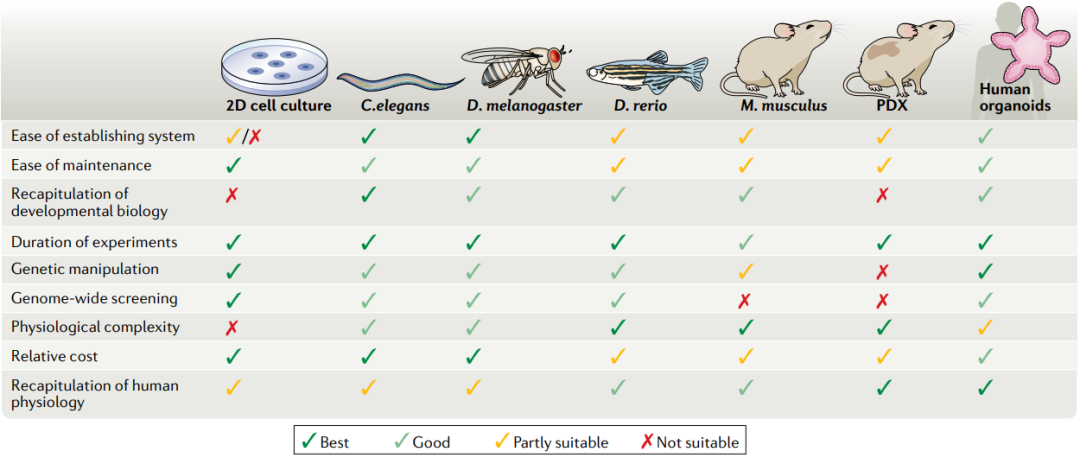 类器官替代动物试验？有哪些机遇和挑战