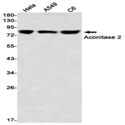 Aconitase 2 Recombinant Rabbit mAb