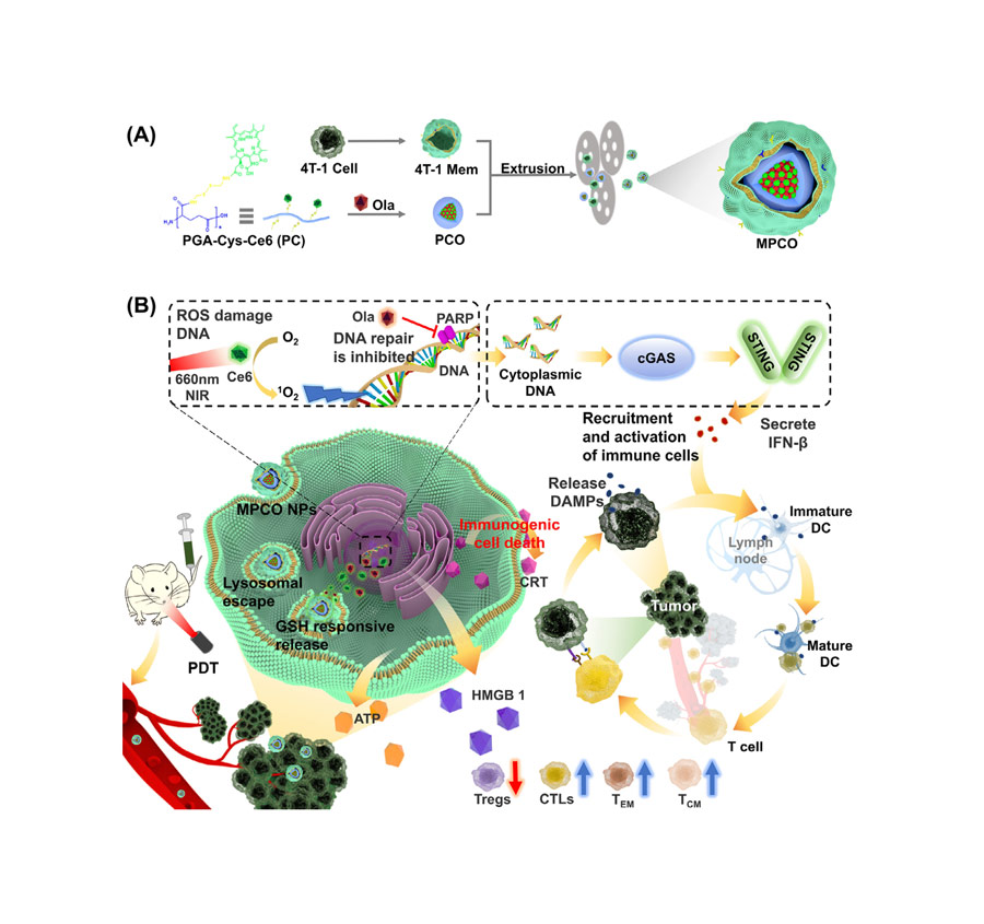IF = 10.466 | 基于光动力疗法和DNA修复干预的多功能仿生纳米技术协同治疗乳腺癌