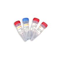 Hieff Canace® II Uracil High-Fidelity DNA