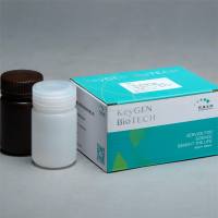 New-SUPER ECL 检测试剂盒KGP1128