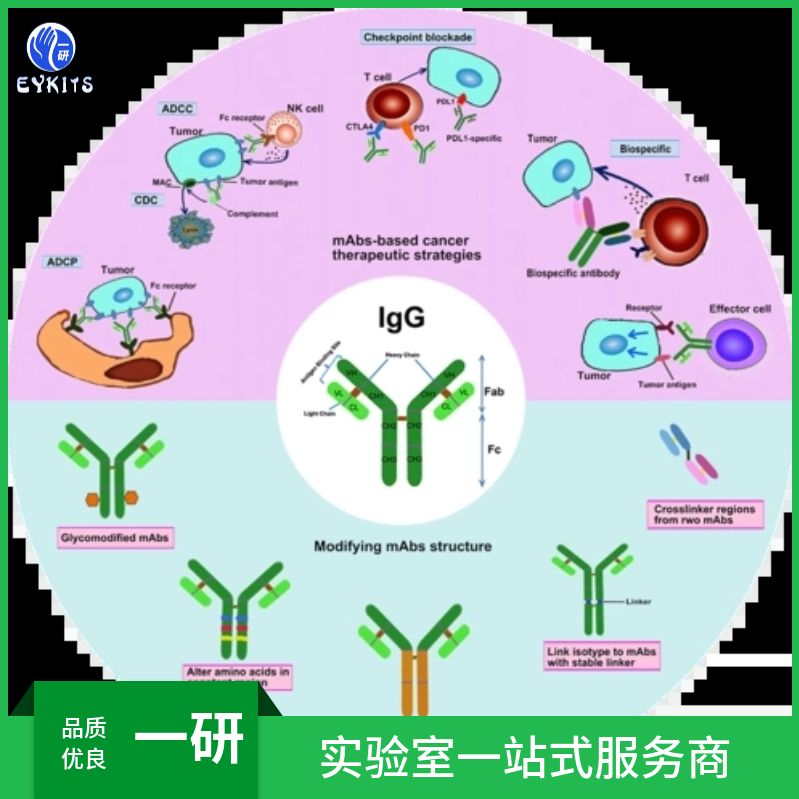 Fcγ免疫球蛋白IgG结合蛋白抗体