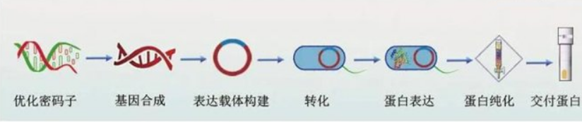 谷胱甘肽过氧化酶1(GPX1)重组蛋白(Mouse，小鼠)