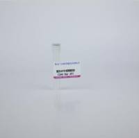 兔抗GAPDH多克隆抗体