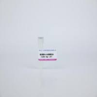 兔抗植物Actin多克隆抗体