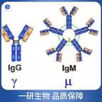 肌动蛋白结合蛋白CFL抗体