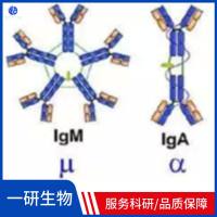 少突胶质细胞跨膜蛋白抗体