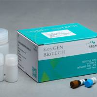 PE-BRDU细胞增殖检测试剂盒（ICF/FACS法）