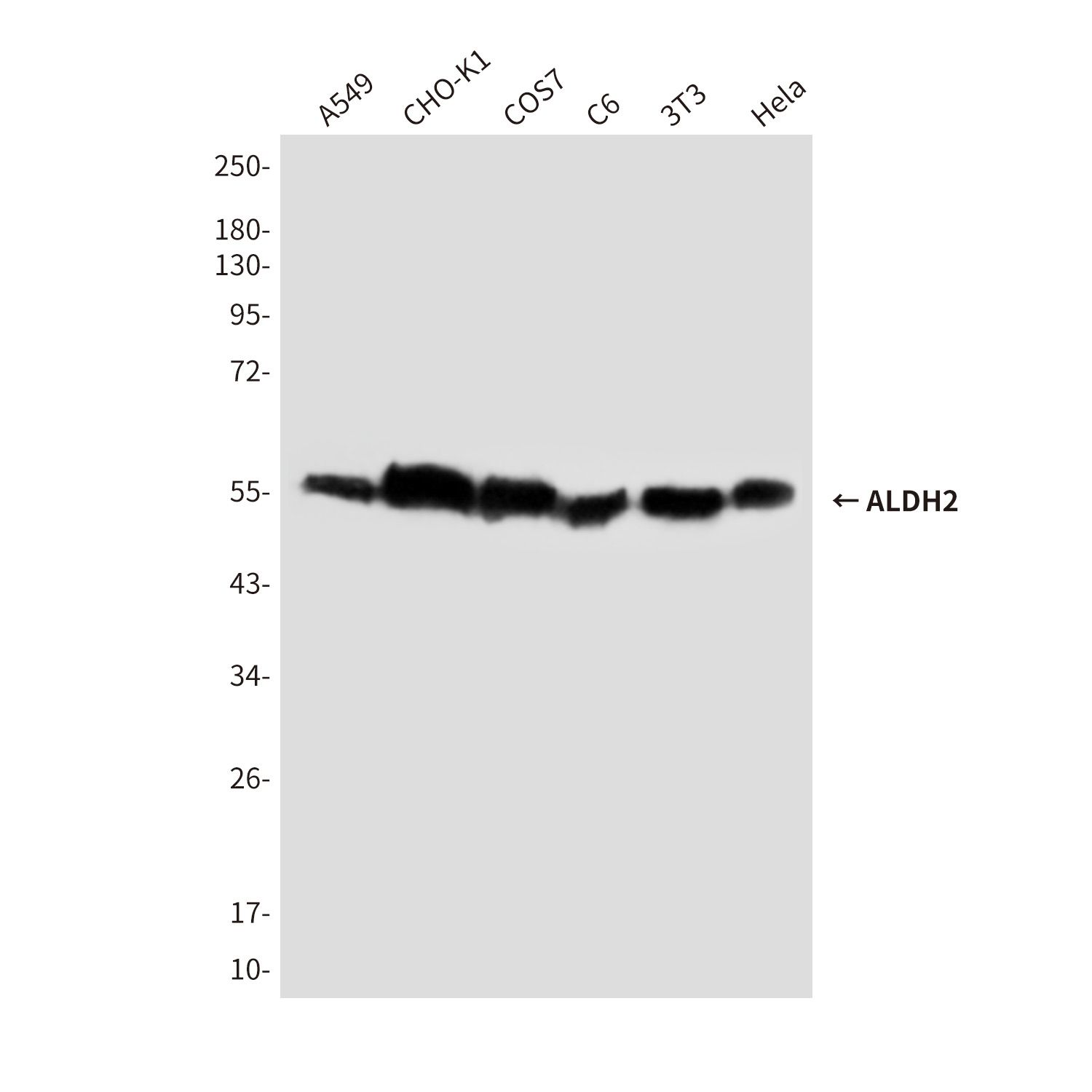 ALDH2 (8D4) Mouse mAb