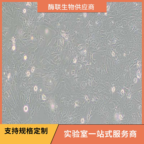 TU138细胞(科研实验专用培养基)