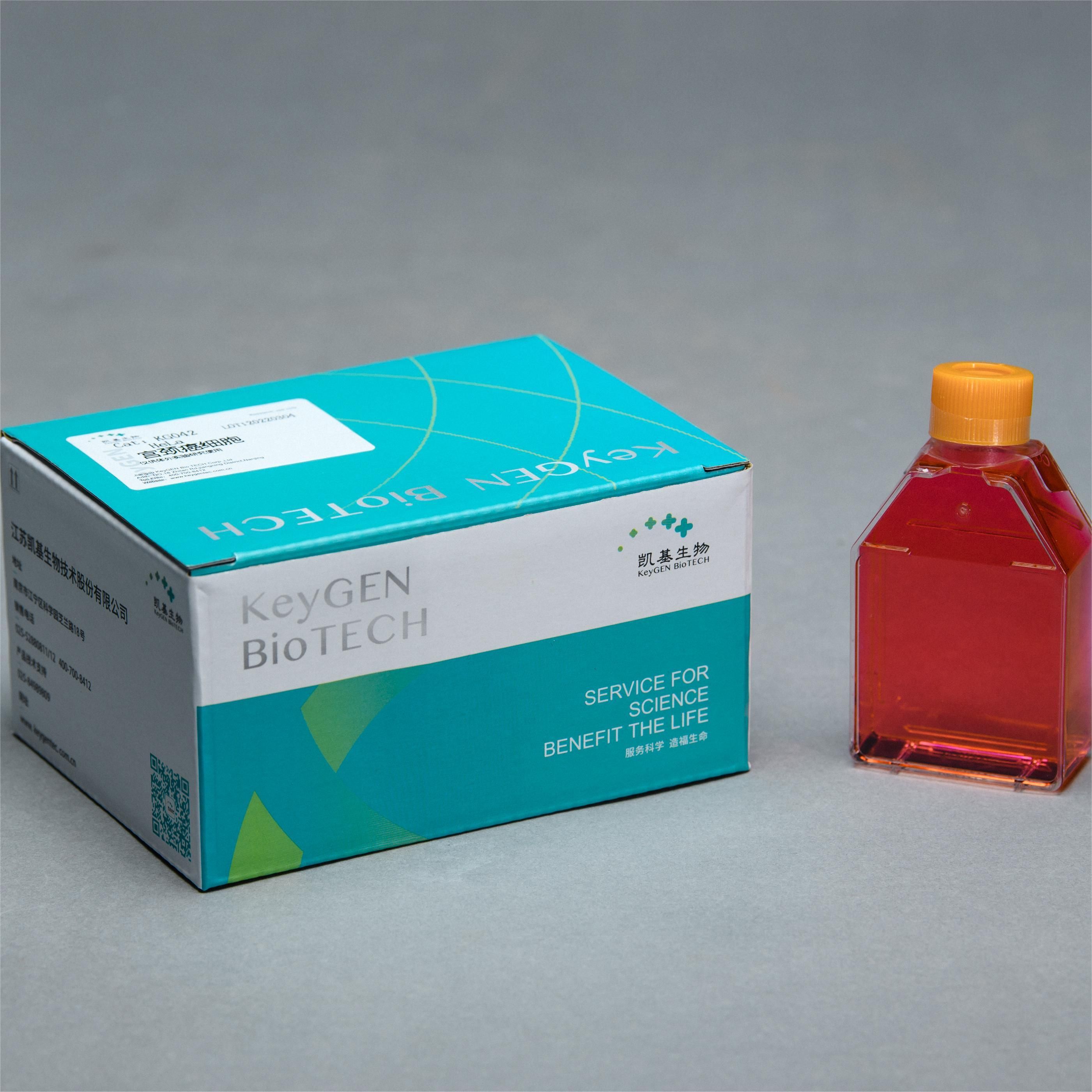 HeLa 人宫颈癌细胞 KGG3232-1