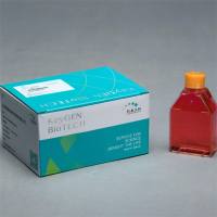 HeLa 人宫颈癌细胞 KGG3232-1