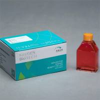 MRC-5 人肺成纤维细胞 KGG3104-1