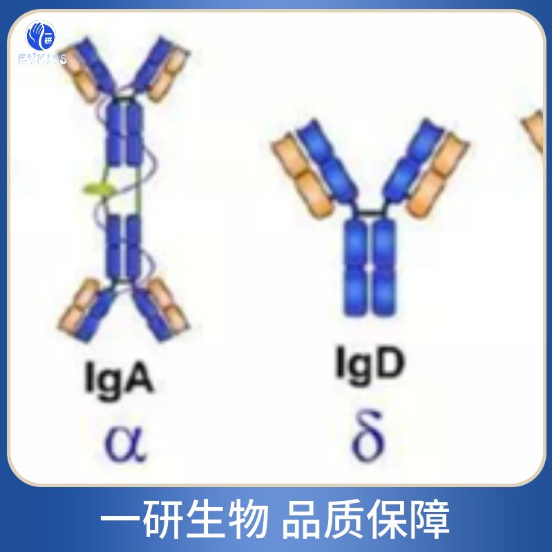 原钙粘附蛋白11Y/11X抗体
