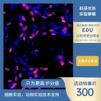 EDU细胞增殖实验