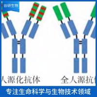 CEBP Delta抗体