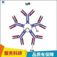 磷酸化酪氨酸激酶B(Tyr817)抗体