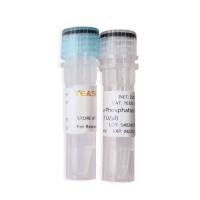 虾碱性磷酸酶Shrimp Alkaline Phosphatase (SAP) (1U/μl)