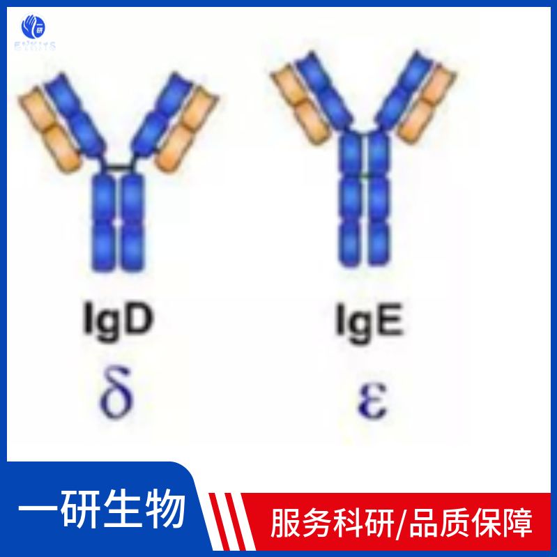 人IgG-Fc段单克隆抗体