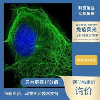 免疫荧光（双标）