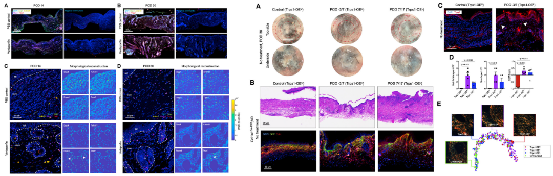 timsTOF Pro 质谱助力微量样本进行4D蛋白质组学研究