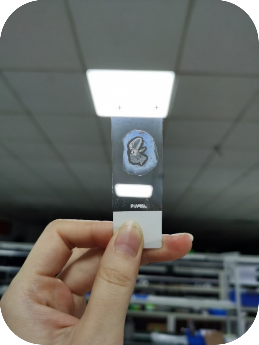 瑞沃德冷冻切片机：免疫组化实验的好帮手！