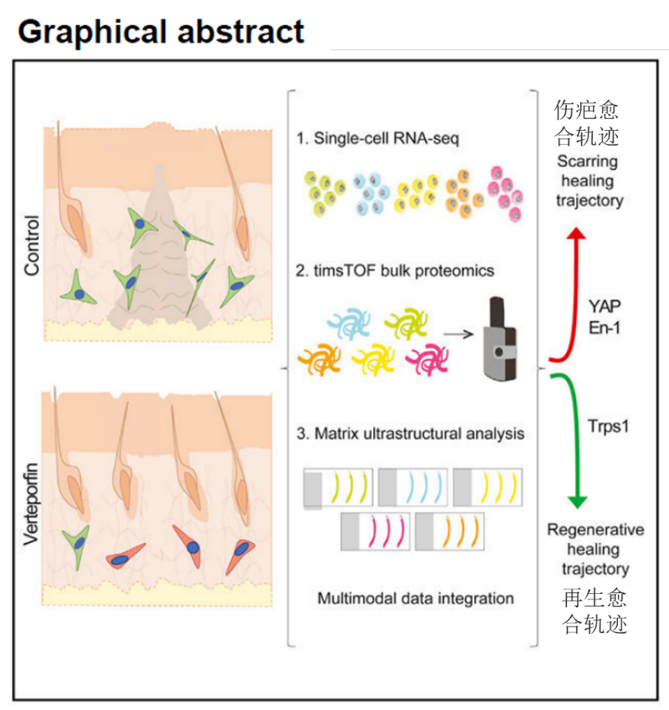 timsTOF Pro 质谱助力微量样本进行4D蛋白质组学研究