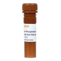 碱性磷酸酶标记山羊抗大鼠IgG(H+L) Goat Anti-Rat IgG