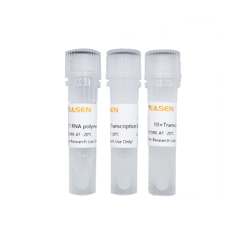 T7 RNA聚合酶 (T7 RNA polymerase)(