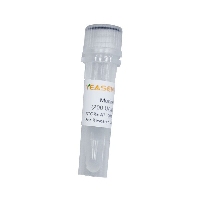 鼠源RNase抑制剂 Murine RNase Inhibitor (200 U/µL)