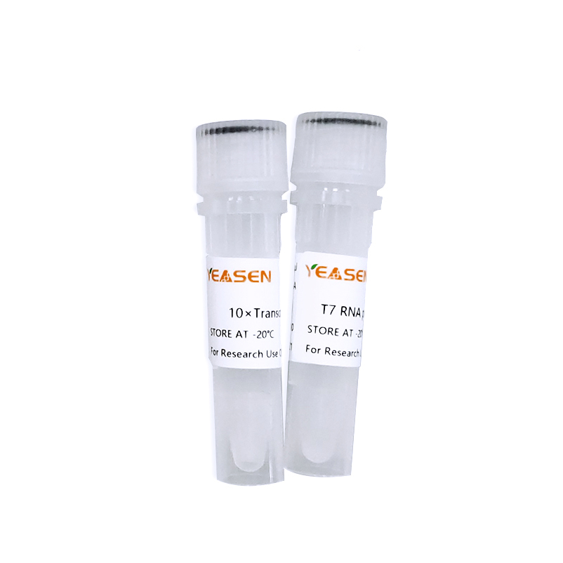T7 RNA polymerase(1 KU/μL) T7 