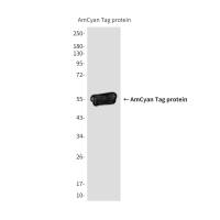 AmCyan Tag (7F6) Mouse mAb