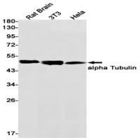 alpha Tubulin (DGR14189) Rabbit mAb