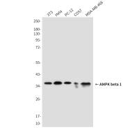 AMPK beta 1 (1A7) Mouse mAb