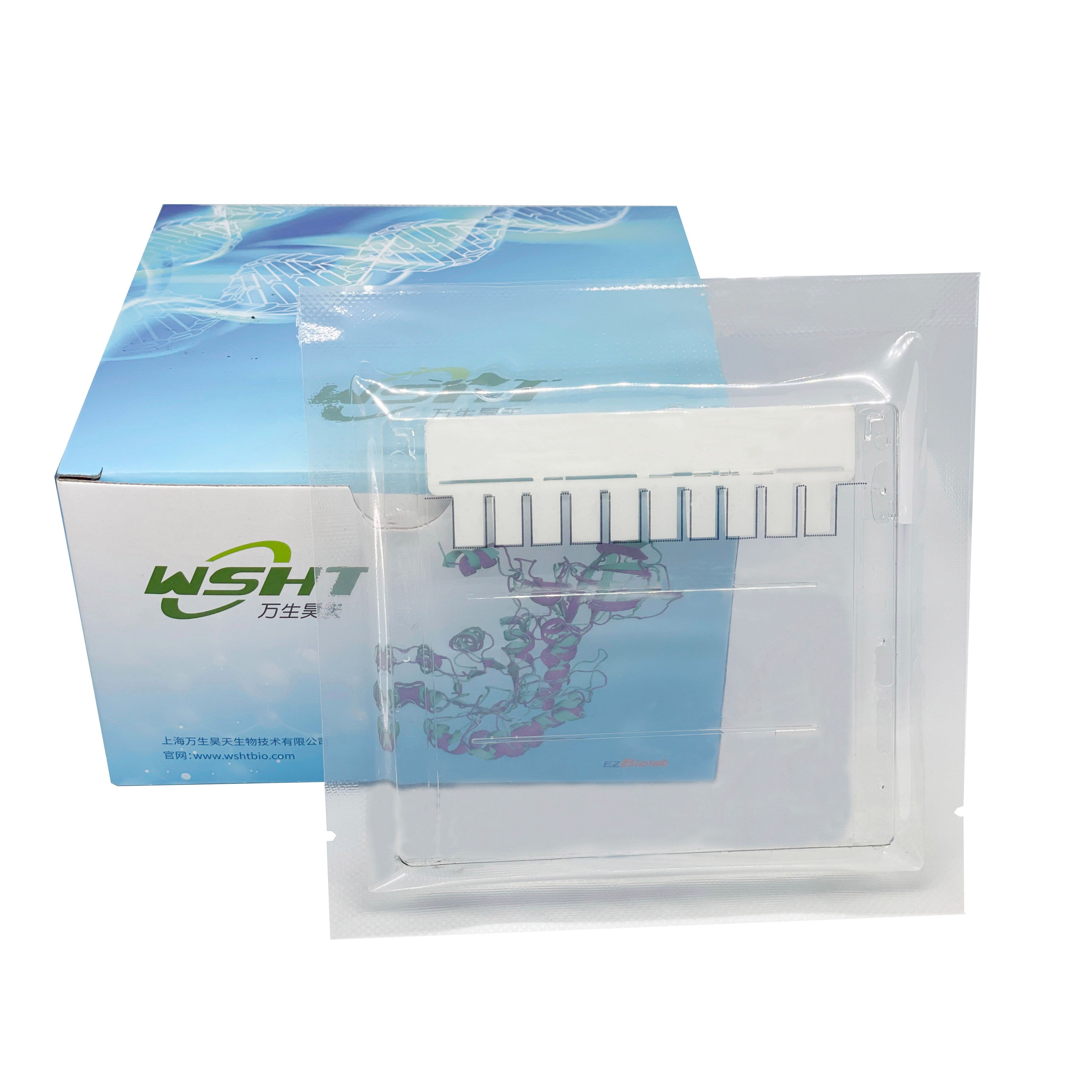 Plastic gel 预制胶 Bis-Tris 4-20%, 10孔, 1.0mm