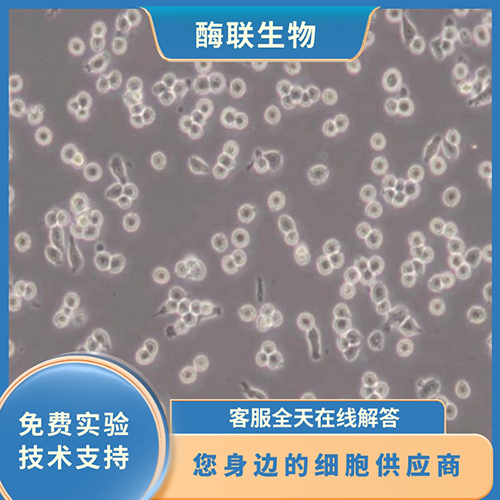 HK-2细胞(科研实验专用培养基)