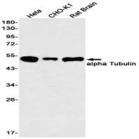 alpha Tubulin Recombinant Rabbit mAb