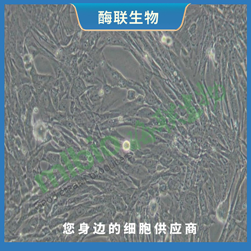 C17.2细胞(科研实验专用培养基)