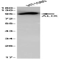 ALIX (DGR14967) Rabbit mAb