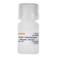 T7 RNA Polymerase GMP-grade（250 U/μL）