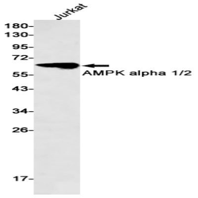 AMPK alpha 1/2 Recombinant Rabbit mAb