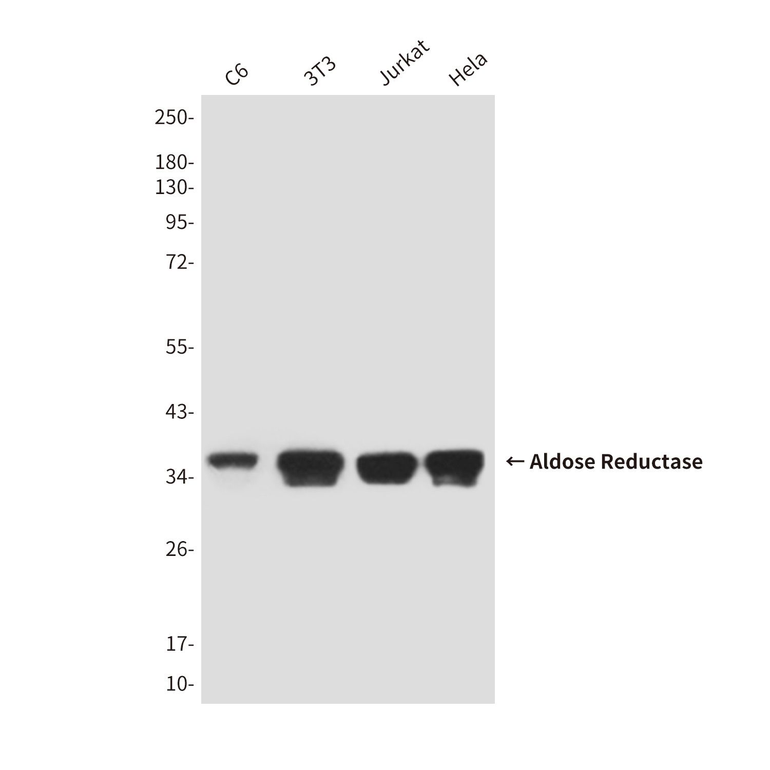 Aldose Reductase (4G9) Mouse mAb