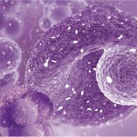 免疫细胞治疗CRO服务平台/课题外包/整体项目