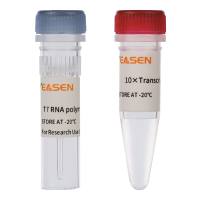 T7 RNA聚合酶 T7 RNA Polymerase（250 U/μL）
