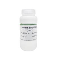 Western 快速转膜液(10×)