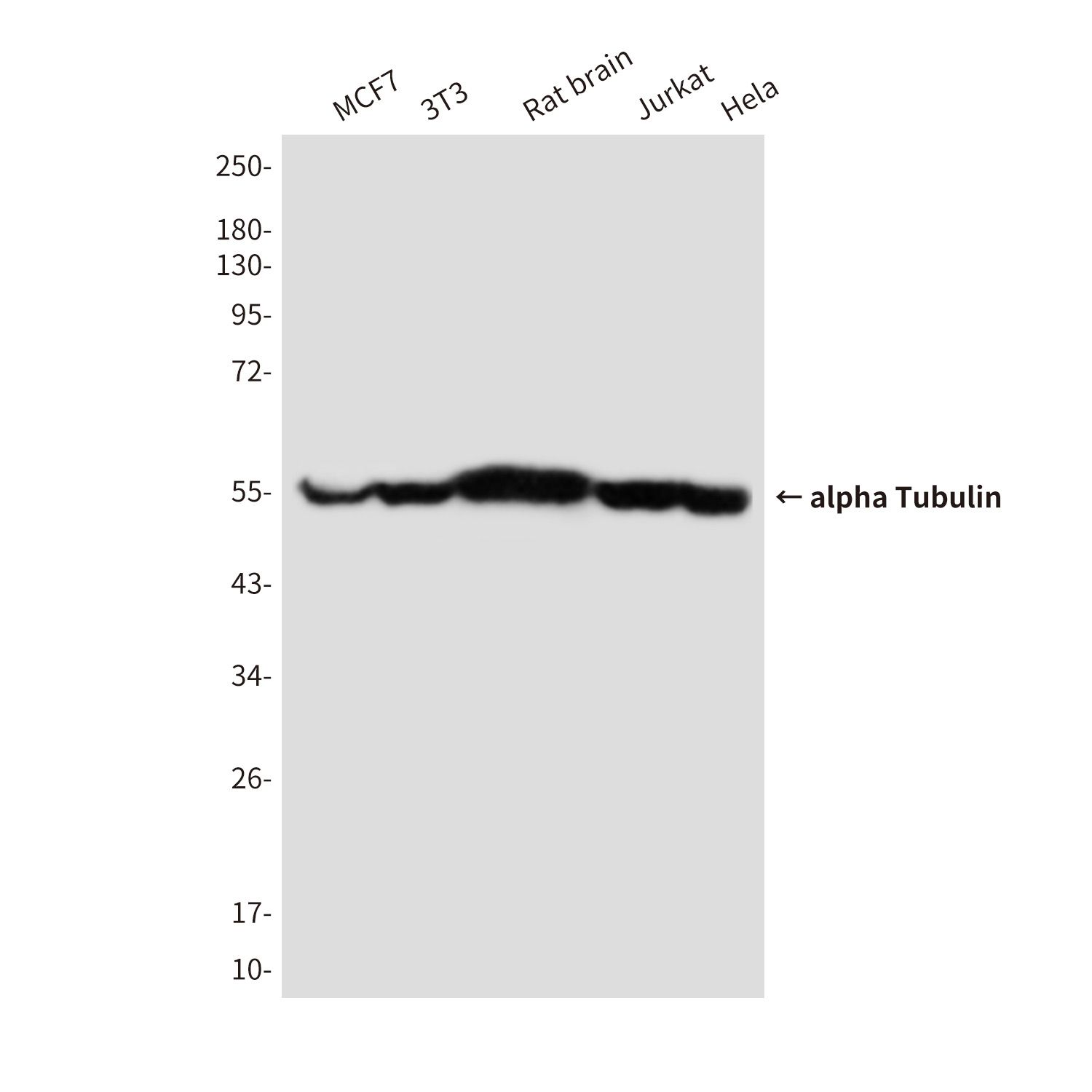 alpha Tubulin (4C9) Mouse mAb产品图
