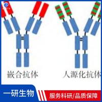 二甲基化组蛋白H3重组兔单克隆抗体
