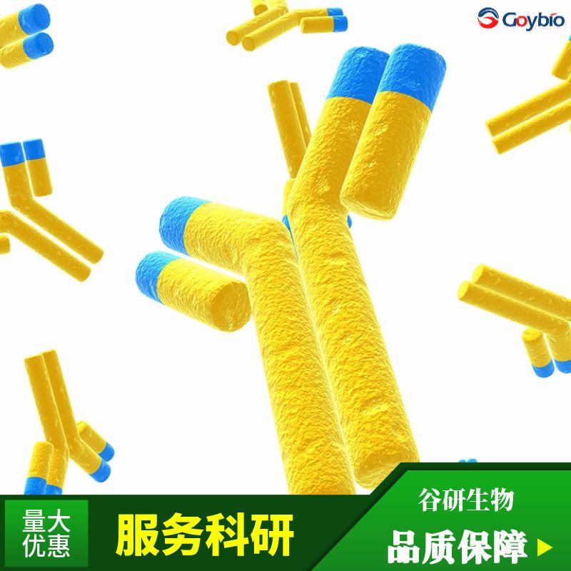 Choline kinase alpha抗体